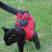 Sielsko, wiejsko i .. psiejsko 