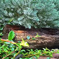 ogrodowo ... cz.5 (juź jesiennie)