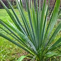 ogrodowo ... cz.5 (juź jesiennie)