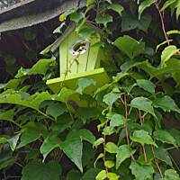 ogrodowo ... cz.5 (juź jesiennie)