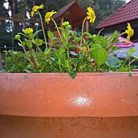 ogrodowo ... cz.5 (juź jesiennie)