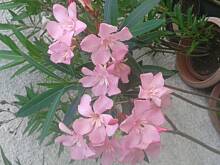 Fot. Anka53, kwiaty ogrodowe