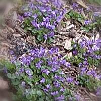 Fiołki wonne, wędrowniczki - dzikuski 