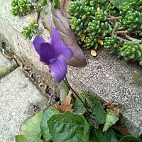 Fiołki wonne, wędrowniczki - dzikuski 