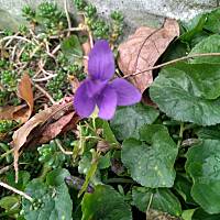 Fiołki wonne, wędrowniczki - dzikuski 