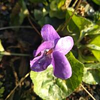 Fiołki wonne, wędrowniczki - dzikuski 