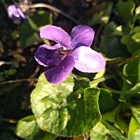 Fiołki wonne, wędrowniczki - dzikuski 