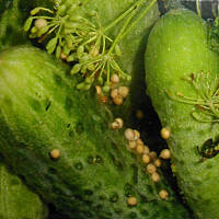 Ogórki małosolne i kiszone