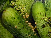 Fot. Wkn, Ogórki małosolne i kiszone