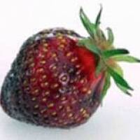 Truskawki z pieprzem - hit tego lata