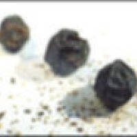 Truskawki z pieprzem - hit tego lata