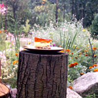 Delicje Prababci Amelii