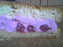 Fot. pika15, placek z wiśniową masą