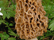 Fot. klarax, smardze w śmietanie