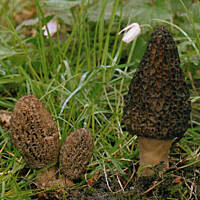 smardze w śmietanie