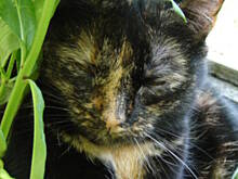 Fot. Duniasza, Mam kota na punkcie kota