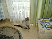 Fot. misiomumy, co w kociej duszy gra?