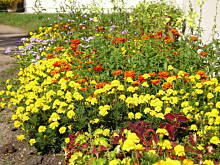 Fot. till, Nieborów / Arkadia