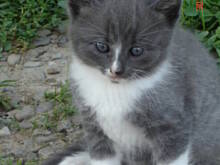 Fot. truskaweczka, Imię dla kotka