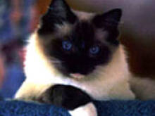 Fot. Sweetya, Kotek-poszukiwany...