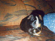 Fot. grazka13, Moje zwierzaki