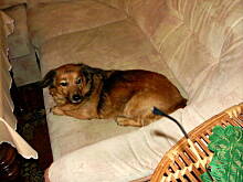 Fot. dankarz, Pies przyjaciel