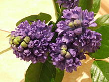 Fot. Marengo, ...i jeszcze frytki do tego