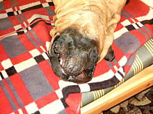 Fot. dankarz, Prawie pornografia