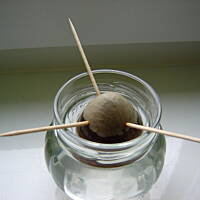 Pasta kanapkowa z awokado