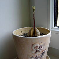 Pasta kanapkowa z awokado