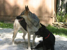 Fot. erka, Moje "rozbestwione" zwierzaki