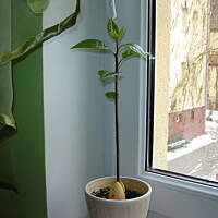 Pasta kanapkowa z awokado