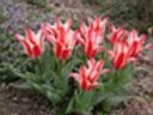 Fot. Sweetya, Dorime i Woila-,,Wszystkiego Najlepszego!!!''