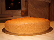 Fot. diddlina, Tort Agusi