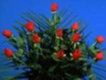 Fot. Agapis, Urodzinki  katty :)