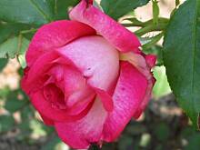 Fot. bombel, awokado