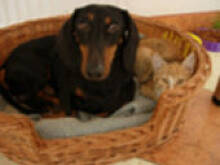 Fot. Hormiga, Moje zwierzaczki