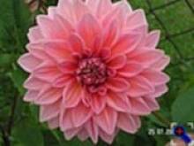 Fot. jadkin, Urodziny obchodzi tez Lusy!!