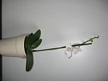 Fot. Lusy, Moja imieninowa kolekcja