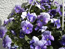 Fot. Glumanda, Dzis urodzinki obchodzi agik!!!!