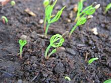 Fot. malbec, Malutka zagadka