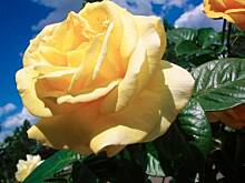 Fot. tajger, A dzisiaj.......Elek ma imieniny