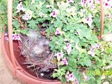 Fot. kaśka1, Mali lokatorzy