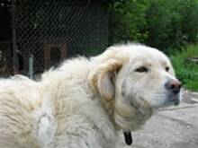 Fot. bea39, Limba raz jeszcze i spółka