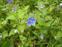 Fot. Glumanda, Zobaczcie co dzieje sie w lesie..