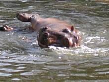 Fot. malbec, Oliwskie Zoo pozdrawia!