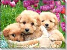 Fot. kasiaelk, świat wątróbki