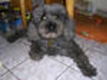 Fot. myszka8711, Parzenie herbaty