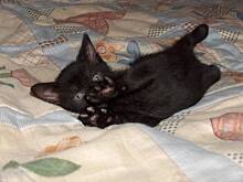 Fot. skolopendra, Kto zaadoptuje niemowlaka???