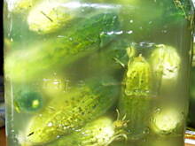 Fot. Delfix, ogóry kiszone - banalnie proste